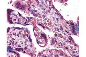 Anti-Transferrin Receptor antibody IHC of human placenta.