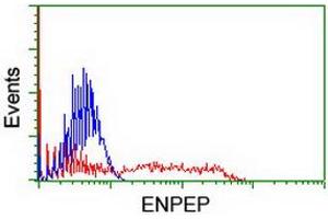 HEK293T cells transfected with either RC210521 overexpress plasmid (Red) or empty vector control plasmid (Blue) were immunostained by anti-ENPEP antibody (ABIN2455283), and then analyzed by flow cytometry. (ENPEP antibody)