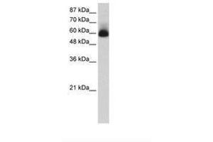 Image no. 1 for anti-Zinc Finger Protein 307 (ZKSCAN4) (N-Term) antibody (ABIN202739) (ZKSCAN4 antibody  (N-Term))