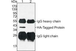 Western Blotting (WB) image for anti-HA-Tag antibody (ABIN1107479) (HA-Tag antibody)