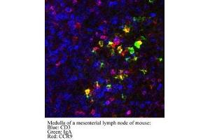 Image no. 1 for anti-Chemokine (C-C Motif) Receptor 9 (CCR9) (AA 3-22) antibody (ABIN1042586) (CCR9 antibody  (AA 3-22))