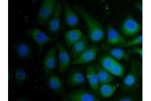 Immunofluorescence (IF) image for anti-Pregnancy Zone Protein (PZP) (AA 1224-1495) antibody (ABIN7438847)