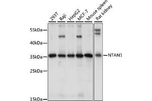 Western blot analysis of extracts of various cell lines, using NT antibody (ABIN7268787) at 1:1000 dilution.