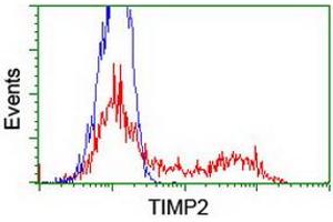 HEK293T cells transfected with either RC209796 overexpress plasmid (Red) or empty vector control plasmid (Blue) were immunostained by anti-TIMP2 antibody (ABIN2455390), and then analyzed by flow cytometry. (TIMP2 antibody)