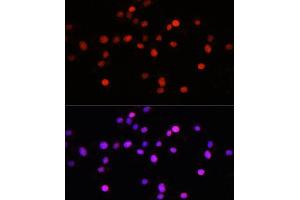 Immunofluorescence analysis of L929 cells using KLF8 antibody (ABIN7268158) at dilution of 1:100. (KLF8 antibody  (AA 210-280))
