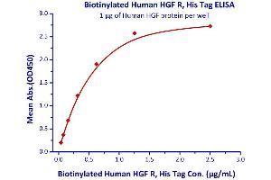 Immobilized Human HGF protein  with a linear range of 0. (c-MET Protein (AA 25-932) (His tag,AVI tag,Biotin))