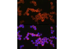 Immunofluorescence analysis of U937 cells using CD36/SR-B3 Rabbit pAb (ABIN7266189) at dilution of 1:150 (40x lens). (CD36 antibody  (AA 301-400))