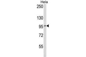BCL6 Antibody (C-term) western blot analysis in Hela cell line lysates (35µg/lane).