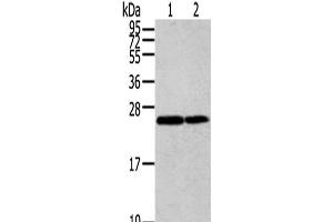 Western Blot analysis of Jurkat and Hela cells using RAN Polyclonal Antibody at dilution of 1/200 (RAN antibody)