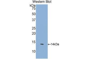 Western Blotting (WB) image for anti-GDNF Family Receptor alpha 1 (GFRA1) (AA 239-350) antibody (ABIN1171680) (GFRA1 antibody  (AA 239-350))