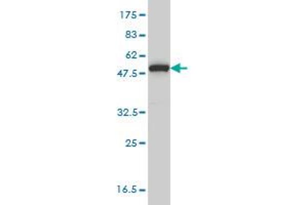 MPP1 antibody  (AA 1-466)