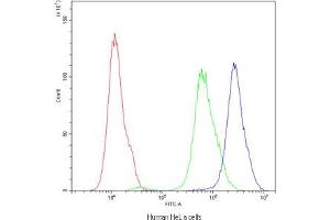Flow cytometry testing of human HeLa cells with ARSA antibody at 1ug/10^6 cells (blocked with goat sera) (Arylsulfatase A antibody)