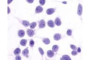 Anti-PTGER4 / EP4 antibody immunocytochemistry (ICC) staining of untransfected HEK293 human embryonic kidney cells. (PTGER4 antibody  (N-Term))