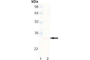 Western Blot Analysis of Proteasome 20S beta2 subunit, mAb (MCP165), : Lane 1: MW Marker, Lane 2: HeLa Cell Lysate (Proteasome 20S Beta2 Subunit antibody)