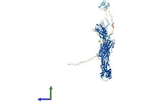 AlphaFold protein structure predicition of Human Recombinant IGSF22 Protein, UniprotID Q8N9C0 (IGSF22 Protein (AA 1-903) (His tag))