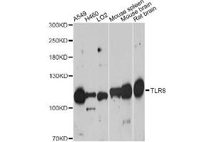 Western blot analysis of extracts of various cell lines, using TLR8 antibody. (TLR8 antibody)