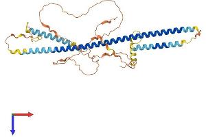 AlphaFold protein structure predicition of Human Recombinant CCDC188 Protein, UniprotID H7C350 (CCDC188 (AA 1-402) protein (His tag))