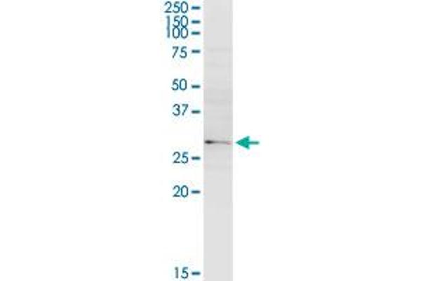 SULT1B1 antibody  (AA 1-296)
