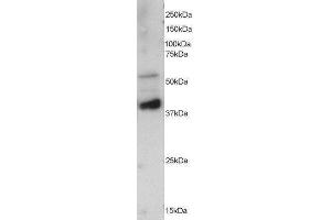 Western Blotting (WB) image for Protein Phosphatase 2, Regulatory Subunit B', epsilon Isoform (PPP2R5E) peptide (ABIN369415) (Protein Phosphatase 2, Regulatory Subunit B', epsilon Isoform (PPP2R5E) Peptide)