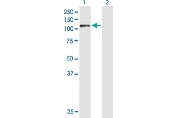 AARS antibody  (AA 1-968)