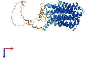 Solute Carrier Family 19 (Thiamine Transporter), Member 2 (SLC19A2) (AA 1-497) protein (His tag)