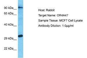 Host: Rabbit Target Name: OR4A47 Sample Type: MCF7 Whole Cell lysates Antibody Dilution: 1. (OR4A47 antibody  (C-Term))