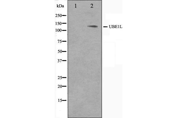 UBA7 antibody  (C-Term)