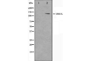 Western blot analysis on HeLa cell lysate using UBE1L Antibody.