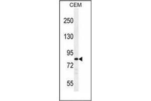 Western blot analysis of PCDHB3 Antibody (N-term) in CEM cell line lysates (35ug/lane). (PCDHB3 antibody  (N-Term))