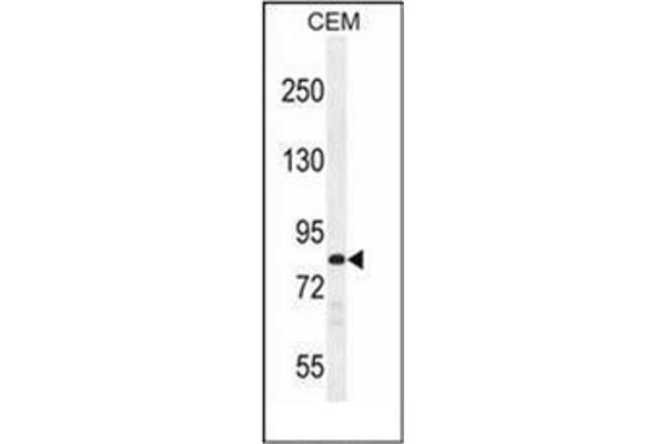 PCDHB3 anticorps  (N-Term)