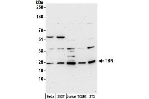 Western Blotting (WB) image for anti-Translin (TSN) (AA 150-200) antibody (ABIN7450850)