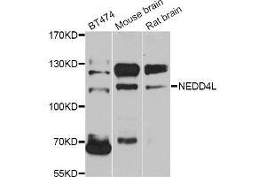 Western blot analysis of extracts of various cell lines, using NEDD4L antibody. (NEDD4-2 antibody)