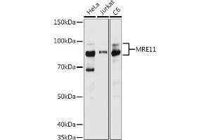 Western blot analysis of extracts of various cell lines, using MRE11 antibody (ABIN6132361, ABIN6143992, ABIN6143993 and ABIN6218236) at 1:1000 dilution. (Mre11 antibody  (AA 1-205))