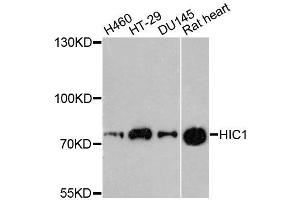 Western blot analysis of extracts of various cell lines, using HIC1 antibody (ABIN5996483) at 1:3000 dilution. (HIC1 antibody)