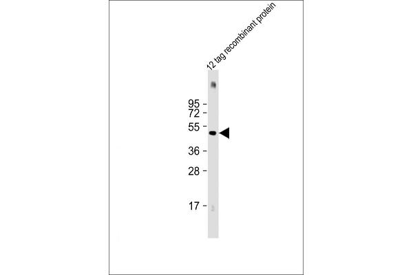 His Tag antibody