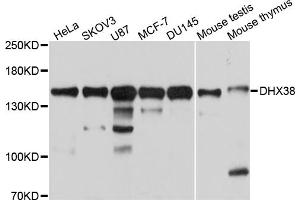 Western blot analysis of extracts of various cell lines, using DHX38 antibody. (DHX38 antibody)
