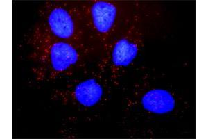 Proximity Ligation Analysis of protein-protein interactions between PDGFRB and SLC9A3R1. (PDGFRB antibody  (AA 1-1106))