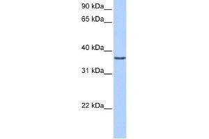 WB Suggested Anti-VGLL2 Antibody Titration:  0. (VGLL2 antibody  (Middle Region))
