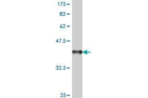 Western Blot detection against Immunogen (37. (DRAP1 antibody  (AA 2-105))