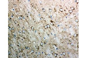 IHC-P testing of mouse brain tissue.