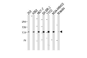 ACE2 (SARS Receptor) Antibody (Center) (ABIN1882190 and ABIN2843362) western blot analysis in 293,K562,MCF-7,SK-BR-3,T47D,MDA-MB-453 cell line and mouse testis tissue lysates (35 μg/lane). (ACE2 antibody)