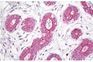 Anti-ETA antibody IHC staining of human breast. (Endothelin-1 Receptor antibody  (AA 378-427))