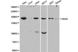 Western blot analysis of extracts of various cell lines, using SIN3A antibody.