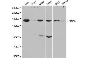 Western blot analysis of extracts of various cell lines, using SIN3A antibody. (SIN3A antibody  (AA 1-120))