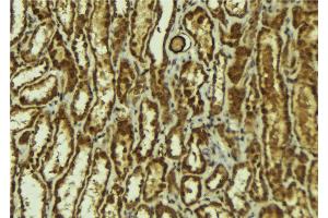 ABIN6272920 at 1/100 staining Mouse kidney tissue by IHC-P. (HEY1 antibody  (Internal Region))