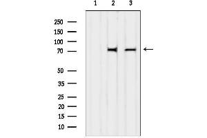 anti-Guanylate Binding Protein 4 (GBP4) (C-Term) antibody