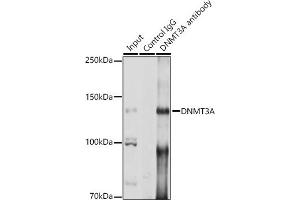 Immunoprecipitation analysis of 200 μg extracts of A-549 cells using 3 μg DNMT3A antibody (ABIN3022833, ABIN3022834, ABIN3022835 and ABIN6219250). (DNMT3A antibody  (AA 500-700))
