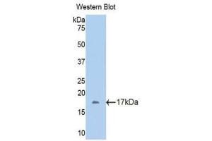 Western Blotting (WB) image for anti-Fetuin B (FETUB) (AA 179-295) antibody (ABIN1175107)