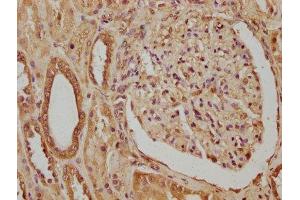 IHC image of ABIN7148273 diluted at 1:320 and staining in paraffin-embedded human kidney tissue performed on a Leica BondTM system. (CTHRC1 antibody  (AA 31-243))