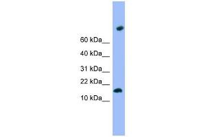 TMEM42 antibody used at 1 ug/ml to detect target protein. (TMEM42 antibody  (N-Term))